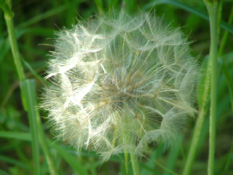 Tragopogon pratensisGele morgenster bestellen